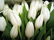 Тюльпаны белые