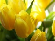 Тюльпаны жёлтые
