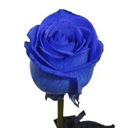 Роза синяя